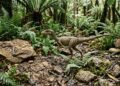 Dinossauro do tamanho de um gato surpreende cientistas e revela como pequenos répteis ajudaram a dominar a Terra primitiva