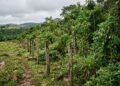 Ele parou de cultivar seus 152 hectares e, 38 anos depois, a natureza transformou a fazenda em um refúgio