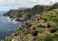 Em 1980, furões foram soltos em uma ilha da Irlanda para controlar coelhos e agora ameaçam mais de 250 mil aves