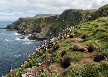 Em 1980, furões foram soltos em uma ilha da Irlanda para controlar coelhos e agora ameaçam mais de 250 mil aves