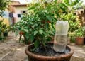 Enterrar garrafas PET de cabeça para baixo no jardim: para que serve este método e por que os jardineiros recomendam