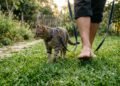 Veterinários explicam por que levar o gato para passear pode fazer diferença dentro de casa