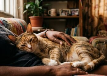Veterinária alerta: “Um gato dormindo e ronronando nem sempre significa que está feliz; pode estar regulando o estresse ou a dor.”