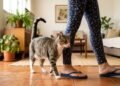 O que significa quando o gato levanta a cauda ao caminhar com o tutor