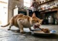 Veterinários explicam por que o osso de frango pode ser um dos piores petiscos para oferecer ao seu gato