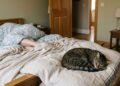 Os veterinários explicam: seu gato não dorme aos pés da cama apenas porque há espaço
