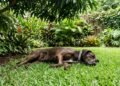 Grama natural ou sintética: qual a melhor opção para o quintal e áreas com pets?