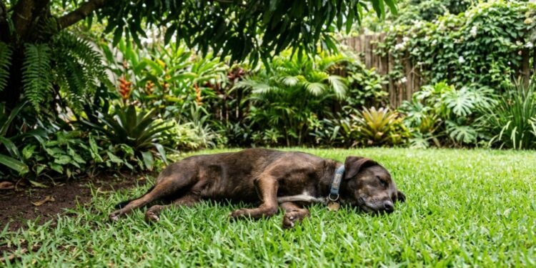 A grama natural precisa de semanas de descanso para enraizar de novo após sofrer pisoteio pesado e constante.