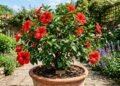 Como plantar hibisco para ter muitos botões e flores grandes durante a maior parte do ano
