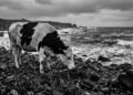 Em 1910, nove vacas foram abandonadas em uma ilha hostil; 83 anos depois, uma delas ajudou a preservar sua rara linhagem