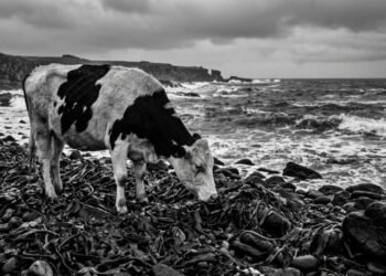 Em 1910, nove vacas foram abandonadas em uma ilha hostil; 83 anos depois, uma delas ajudou a preservar sua rara linhagem