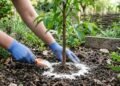 Os inseticidas são eficazes, mas existe uma opção melhor para se livrar das formigas no seu jardim sem prejudicar as plantas