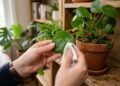 As 7 pragas que mais atacam plantas de casa e o que fazer para eliminá-las