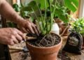 Adubo orgânico ou químico: qual é a diferença e quando usar cada um