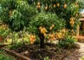 Adubo para plantas frutíferas: quais nutrientes são importantes em cada fase