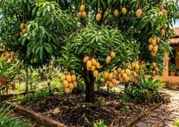 Adubo para plantas frutíferas: quais nutrientes são importantes em cada fase
