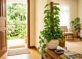 Onde colocar a planta jiboia em setembro para atrair boas energias, de acordo com o Feng Shui