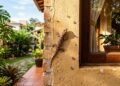 O que significa encontrar lagartixas em casa ou no jardim durante o mês de setembro e por que é um bom sinal