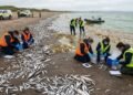 Mais de 1 milhão de animais morreram no mar por causa de uma alga venenosa que assustou cientistas