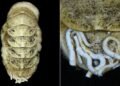 Cientistas encontram no Japão um molusco com língua de ferro que vive a 5.500 metros de profundidade