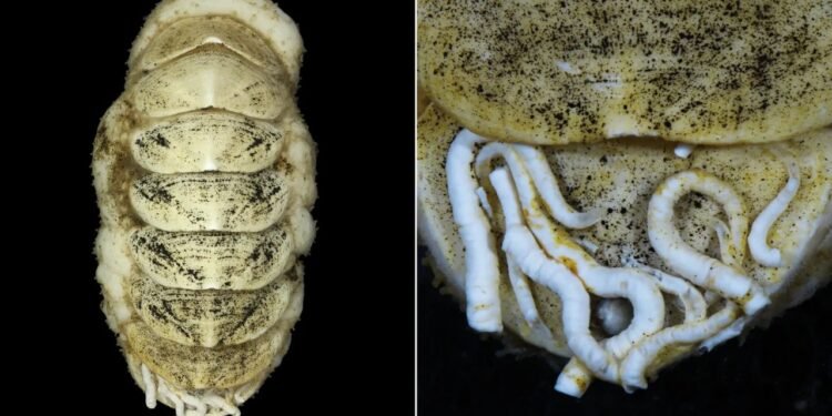 A criatura recebeu o nome científico de Ferreiraella populi após uma consulta popular promovida na internet por divulgadores da área - Créditos: © Senckenberg Ocean Species Alliance