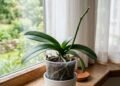 O que fazer com a orquídea depois da floração para fortalecer as raízes e estimular novas flores