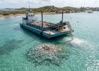 Estados Unidos devolvem 500 mil toneladas de conchas de ostra ao mar e o resultado impressiona