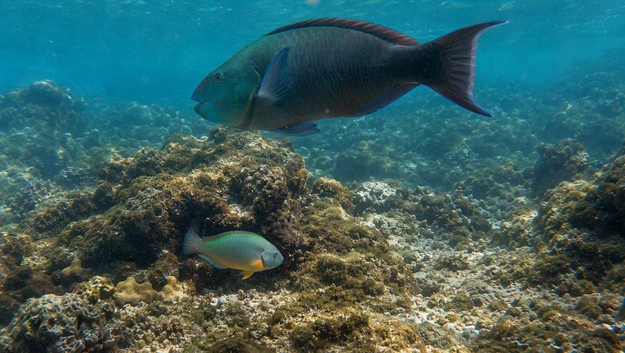 Pesca seletiva altera hierarquia social e mudança de sexo nos recifes.