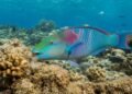 Peixes-papagaio nascem fêmeas e depois se tornam machos; pesca pode estar desequilibrando a proporção entre os sexos