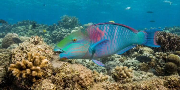 Peixes-papagaio nascem fêmeas e depois se tornam machos; pesca pode estar desequilibrando a proporção entre os sexos