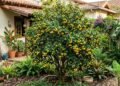 A planta brasileira de crescimento rápido que dá frutos incríveis no quintal e aguenta secas severas sem morrer