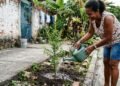 A árvore perfeita para o quintal: não quebra o piso, dá frutos no verão e aguenta meses de seca