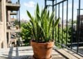 Esqueça as folhas queimadas: estas plantas suportam várias horas de sol direto sem perder a beleza