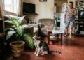 Se você tem gatos em casa, cuidado com estas 3 plantas: elas podem ser tóxicas para eles