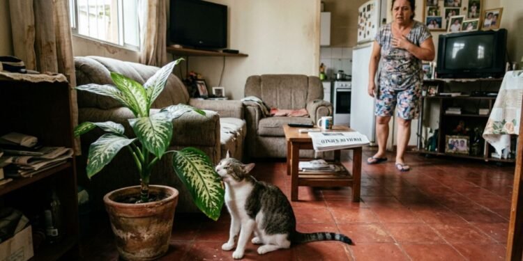 O problema é que a curiosidade natural dos bichanos faz eles mastigarem qualquer folha nova no ambiente.
