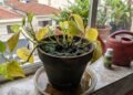 O erro na rega que deixa as plantas fracas e cria o ambiente perfeito para uma infestação de pragas nos vasos