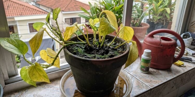 Outro hábito comum que arruína qualquer cultivo é molhar as folhas com borrifador no final da tarde ou durante a noite.