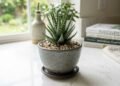 As melhores suculentas para dentro de casa que sobrevivem até com poucos cuidados e deixam qualquer ambiente mais bonito