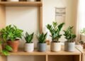 As 5 plantas fáceis de cuidar que transformam ambientes pequenos e resistem mesmo na rotina corrida
