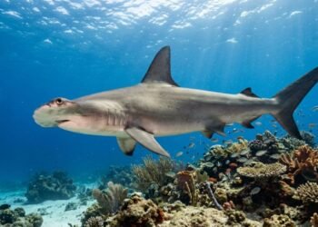 Cientistas navegam por Galápagos e registram um misterioso tubarão considerado extinto há 20 anos