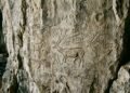 Um mamífero extinto foi identificado em uma gravura de 12.000 anos descoberta em Creta