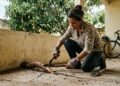 Árvore frutífera do quintal do vizinho cresce, os galhos ultrapassam o muro divisório e as raízes começam a rachar o piso da garagem; morador corta a parte invasora por conta própria e descobre que o artigo 1.283 do Código Civil autoriza a poda sem necessidade de aviso prévio