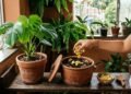 Casca de limão não precisa ir para o lixo: 7 formas de reaproveitar o resíduo na cozinha, na limpeza e até na compostagem
