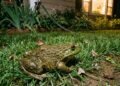 Se você ouvir sapos coaxando no seu jardim durante o mês de setembro, nós lhe diremos o que isso significa e por que é um bom sinal