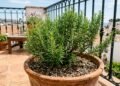 Seu alecrim cresce comprido e sem folhas? Jardineiros explicam a falta de sol e mostram onde deixar o vaso para formar um arbusto forte