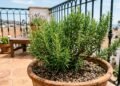Seu alecrim cresce comprido e sem folhas? Jardineiros explicam a falta de sol e mostram onde deixar o vaso para formar um arbusto forte