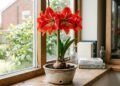 Como plantar amarílis em vaso e deixar o bulbo na altura certa para estimular uma haste floral grande e cheia de flores