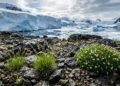Um grupo de cientistas descobriu que existem apenas duas plantas com flores em toda a Antártida, e que elas possuem estratégias de sobrevivência opostas