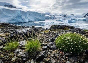 Um grupo de cientistas descobriu que existem apenas duas plantas com flores em toda a Antártida, e que elas possuem estratégias de sobrevivência opostas
