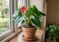 Como cuidar de um antúrio em casa, a planta de folhas brilhantes que está se tornando cada vez mais popular por florescer o ano todo